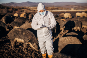 Biosecurity for Sustainable Development_Animal Health scientist in a lab gear