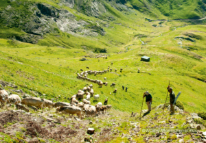 Biosecurity for sustainable development_Dr. Kirk Douglas_aerial view of sheep in green pasture