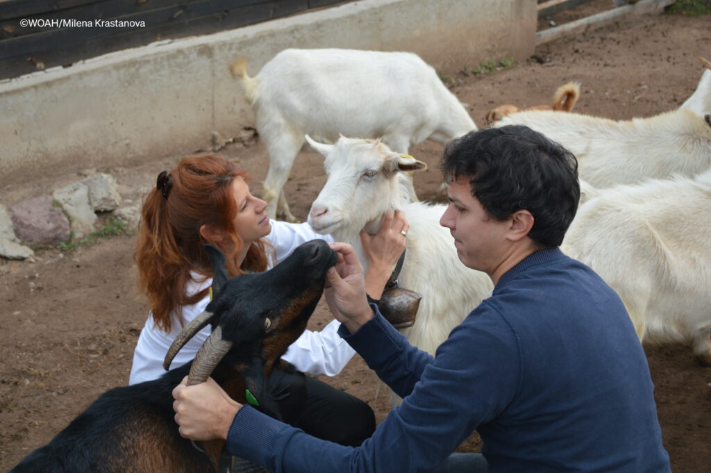 Woman and men veterinarians in the field with goats