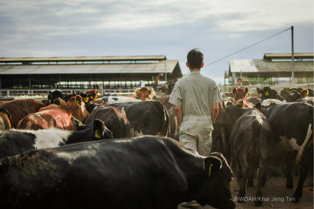 About The Animal Echo_knowledge sharing for animal health_an animal health worker leading a herd of cattle