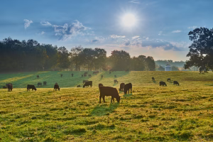 global animal health 2025