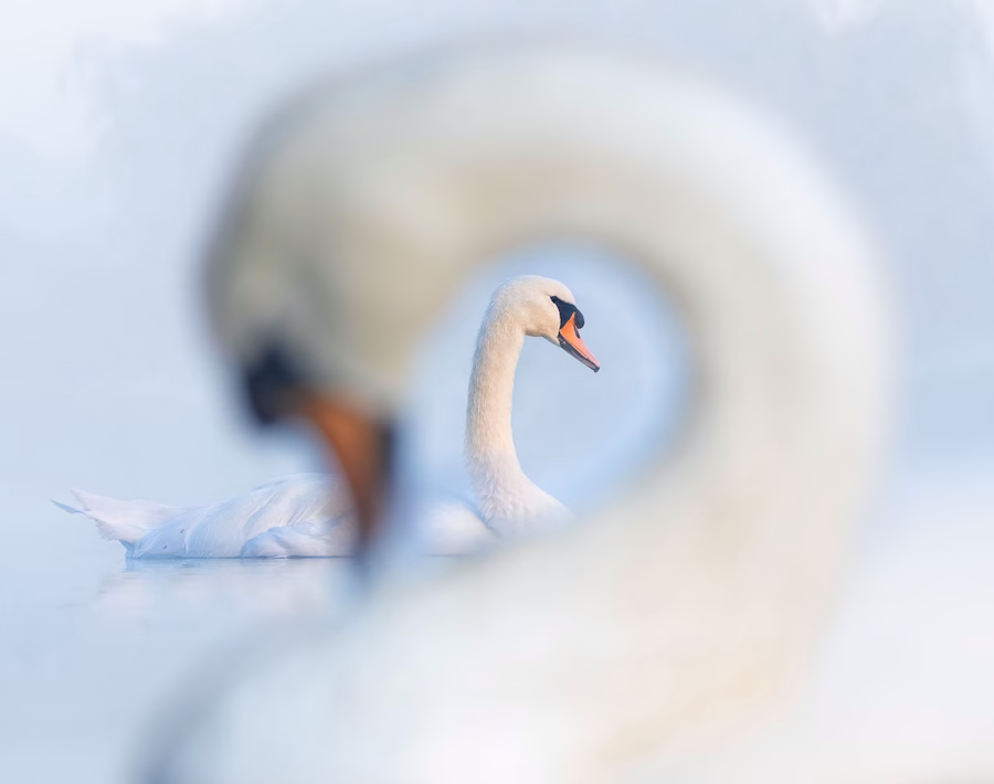 Photo of two Swans_Swanception, the Silver Winner in the Best Portrait category, captured by Samual Stone.