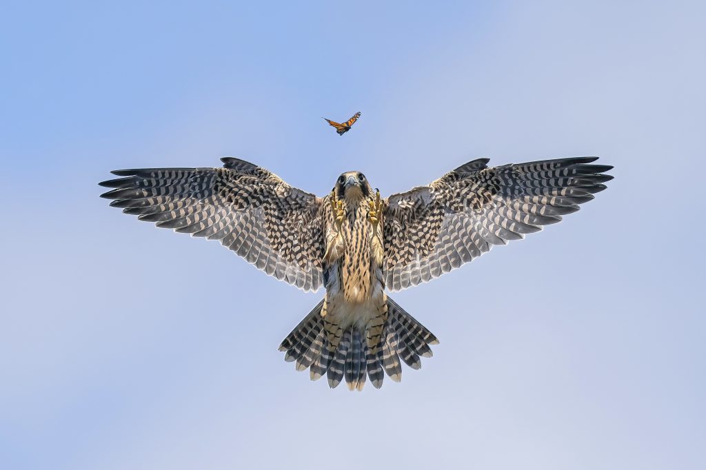 protecting wildlife_avian influenza_a bird in the sky