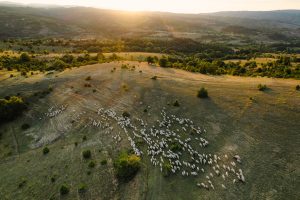 Livestock farming_aeiral view of animals