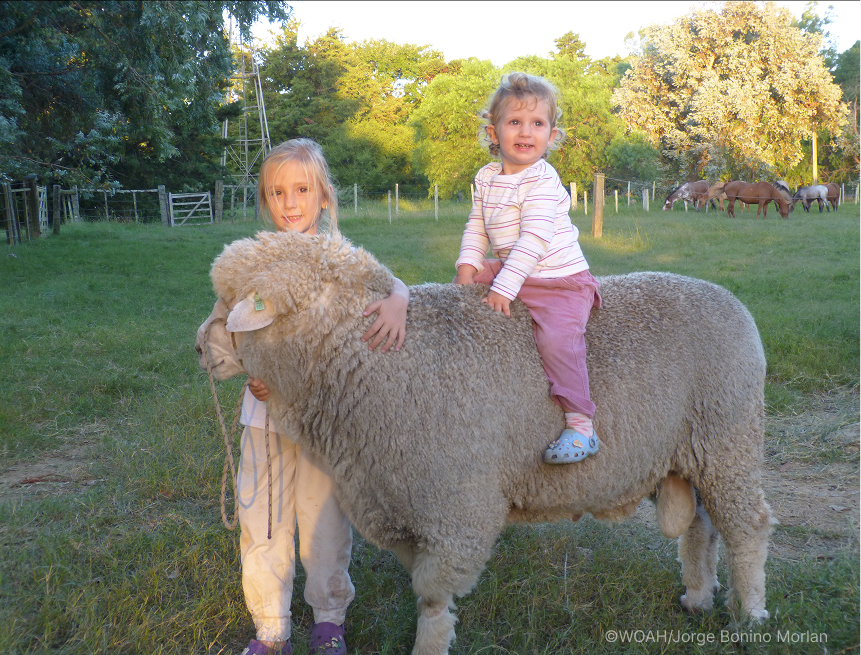 inspiring young female veterinarians_two female kids from the AMericas playing with a Llama