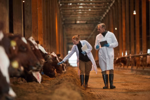 unlocking animal health data_veterinarians observing cattle in farm