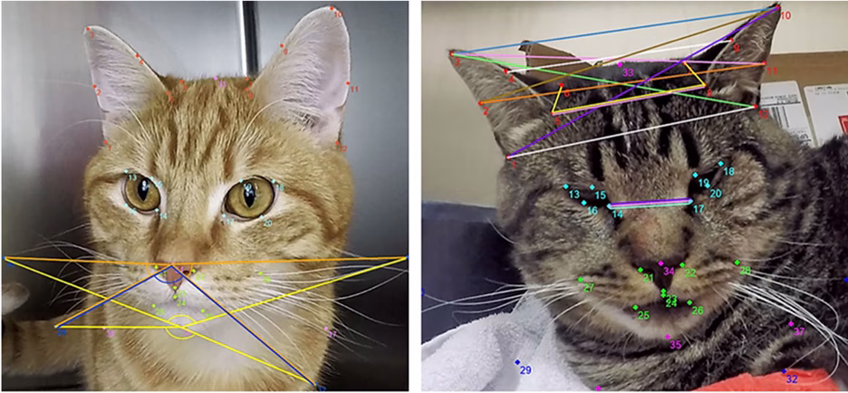 artifical intelligence_using deep-learning model uses to track facial actions in cats.