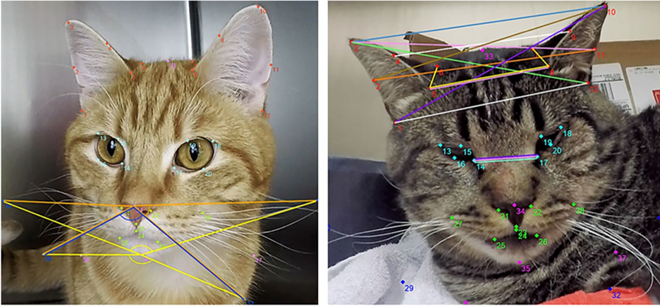 artifical intelligence_using deep-learning model uses to track facial actions in cats.