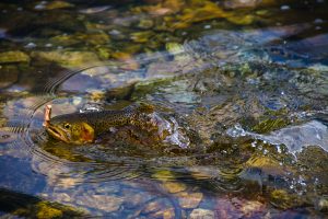 fish die-offs in Lake Ontario 2025_fish in water