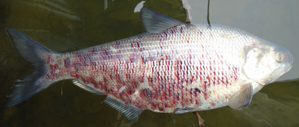 fish die-offs_alewife_Viral Haemorrhagic Septicemia (VHS)