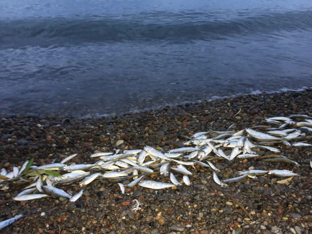 fish die-offs in Lake Ontario 2025_dead fish wash ashore on a lake - Global News Canada