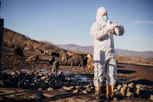biothreats_scientist verifying sample gotten from an animal