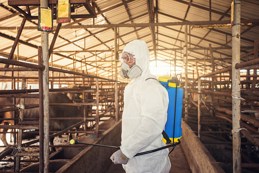 Global health security_a man wearing PPE disinfecting a cattle barn