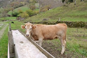 Lumpy Skin Disease reaches Italy