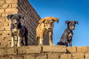 World Rabies Day 2025_Namibia oral vaccines