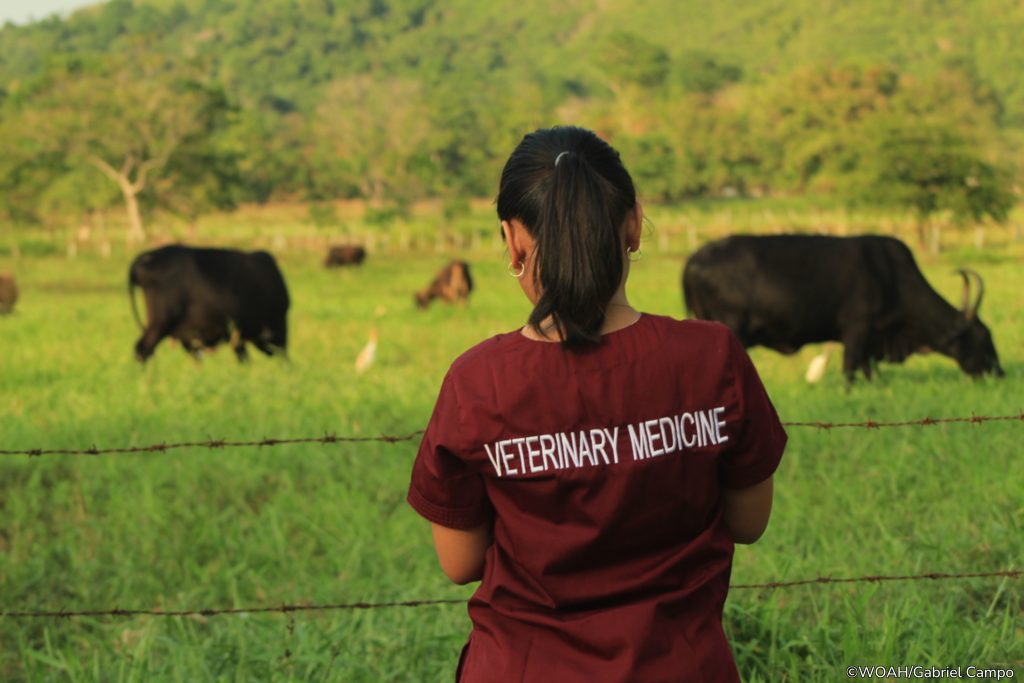 RAM_a veterinary medicine student observing cattle in the field