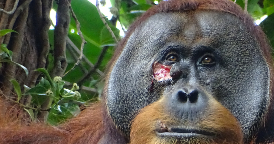orangutan self medicating