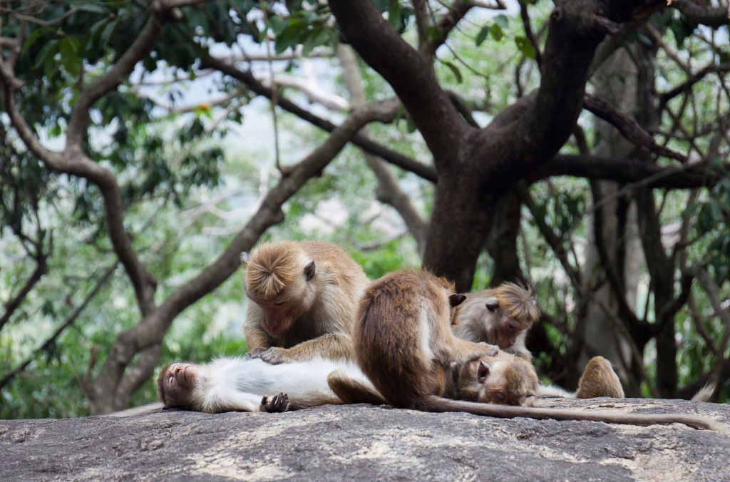 recovery in wildlife_a group of monkeys grooming themselves_a form of social healing