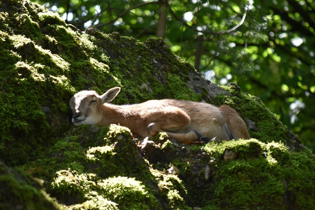 recovery in wildlife_mountain goat sleeping under a tree