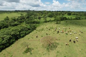 Observatory_Aerial view of green pasture with animals feeding on grass