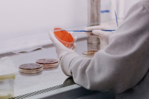 Phage therapy in animal health_lab scientist with a petri dish
