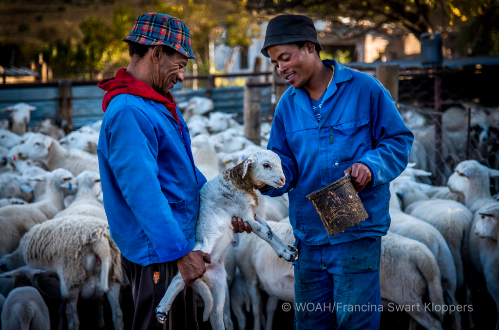 Animal health systems_two southern African animal health workers taking care of a goat