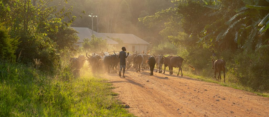 Livestock development_african boy walking a herd of cattle in sub-saharan africa