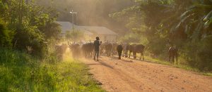 Livestock development_african boy walking a herd of cattle in sub-saharan africa