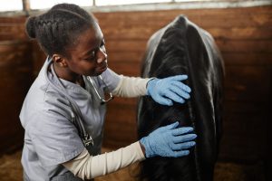 veterinary education investment in Africa_Black Young female veterinarian looking after a horse