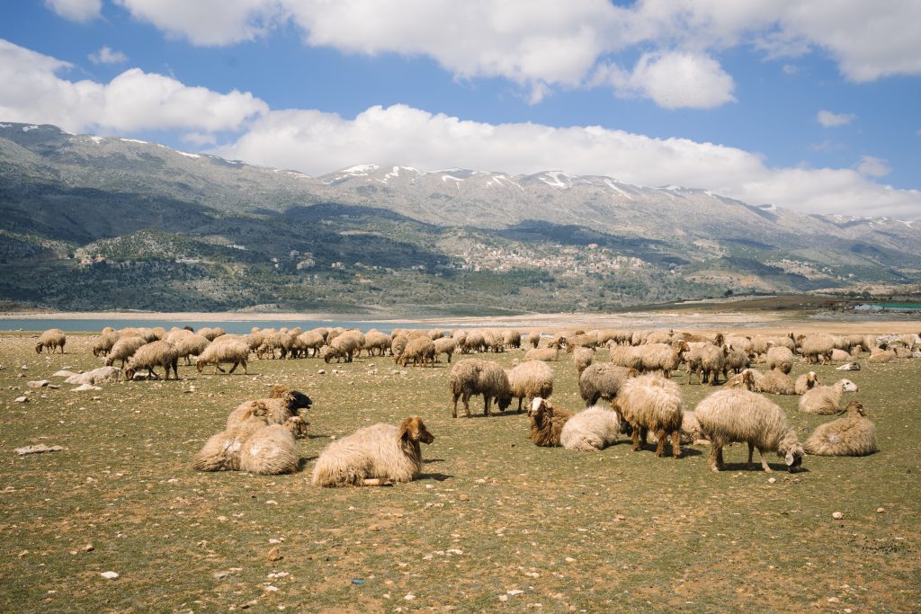 invest animal health _a herd of sheep on the farm