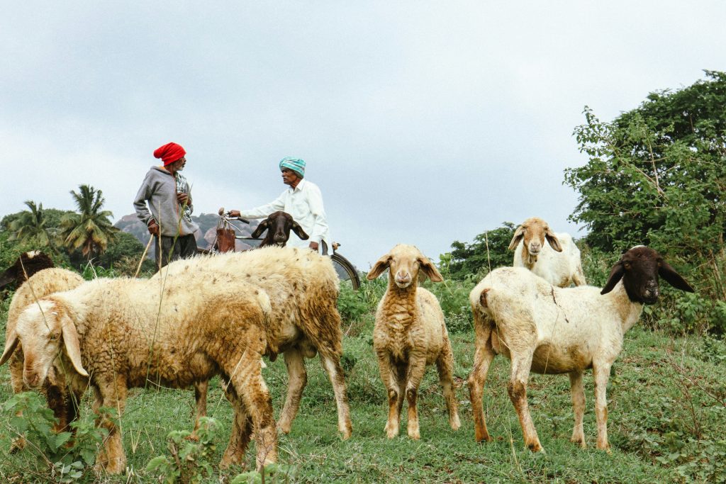 india animal health system