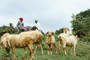 india animal health system