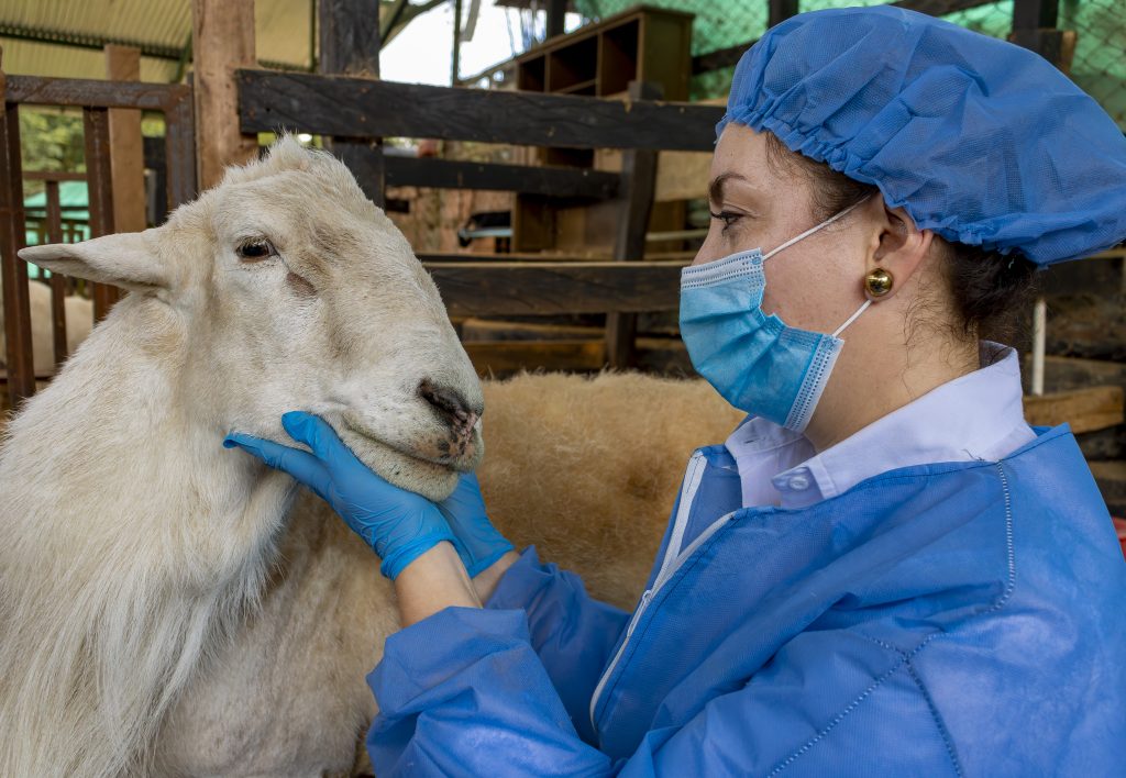 veterinary wellbeing_female veterinarian looking at a sheep in the eye