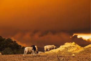 climate change and animal health_sheep impacted by wild fire on a mountain
