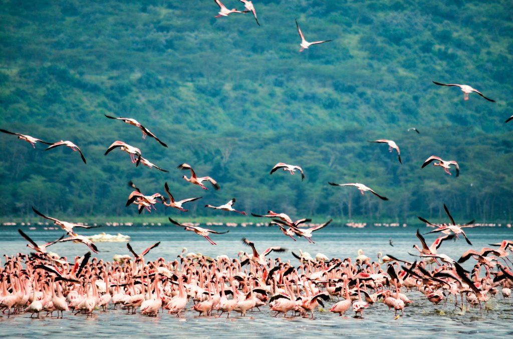 Migration_birds flying over a lake in Kenya
