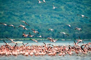 Migration_birds flying over a lake in Kenya