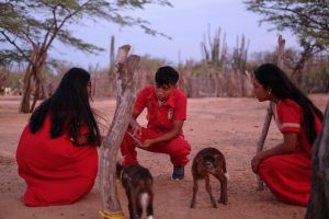 Community animal health workers_two animal health care workers taking care of a goat in Colombia