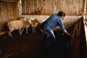 livestock veterinarian_an african american farmer taking care of sheep