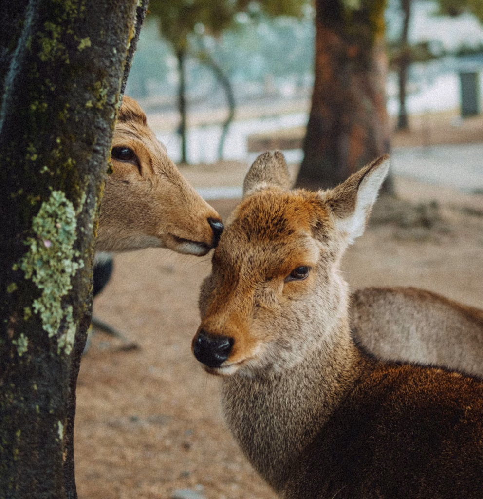 Two deer sharing a tender moment in a Kyoto park, Japan, highlighting serene wildlife in natural habitats